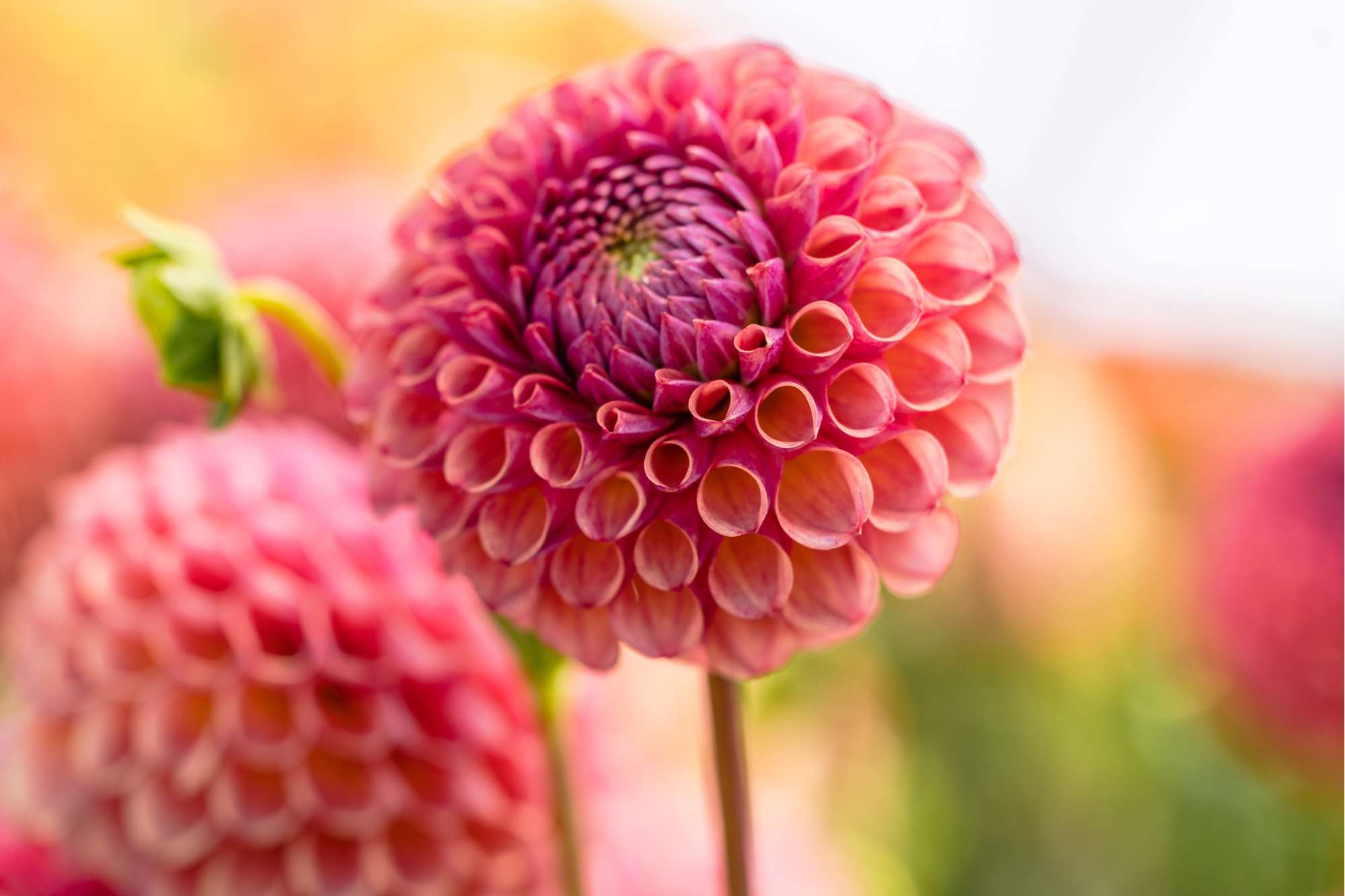 Dahlia 'Caitlin's Joy'